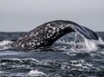3-Hour Monterey Bay Winter Whale-Watching Tour in California