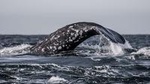 3-Hour Monterey Bay Winter Whale-Watching Tour in California