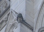 See Darth Vader Grotesque, Washington National Cathedral, Washington, D.C.