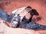 See Leatherback Turtles at Playa Grande, Costa Rica