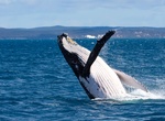 See Humpback Whales off Hervey Bay, Queensland