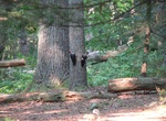 Camp at Cades Cove Campground, Great Smoky Mountains National Park, Tennessee
