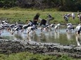 Wild Wonders and Hidden Temples from Bentota (2 Days)