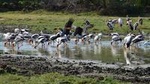 Wild Wonders and Hidden Temples from Bentota (2 Days)