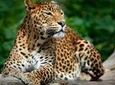 Wild Wonders & Hidden Temples from Hikkaduwa (2 Days)