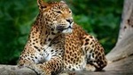 Wild Wonders & Hidden Temples from Hikkaduwa (2 Days)