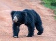 Wild Wonders and Sacred Spaces Tour from Galle (2 Days)