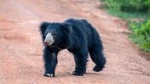 Wild Wonders and Sacred Spaces Tour from Galle (2 Days)