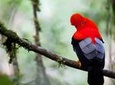 3 Day - Manu Cloud Forest - Group Service 