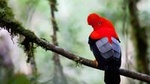 3 Day - Manu Cloud Forest - Group Service 