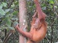 3 days Medan Orangutan Bukit Lawang