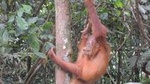 3 days Medan Orangutan Bukit Lawang