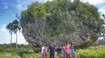 3-Hour Tongatapu West Coast Scenic Tour