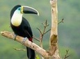 4 Day Manu Bird Watchers Paradise - Group Service 
