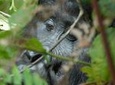 4 Days Gorilla Safari Uganda