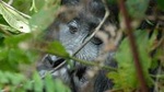 4 Days Gorilla Safari Uganda