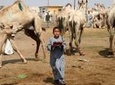 4 Hours tour to Birqash Camel market