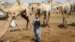 4 Hours tour to Birqash Camel market
