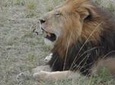 5 Days Tsavo East ,Tsavo west, Amboseli, Nairobi safari