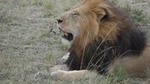5 Days Tsavo East ,Tsavo west, Amboseli, Nairobi safari