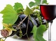 6 Hour Sonoma Wine Tasting Tour from San Francisco
