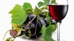 6 Hour Sonoma Wine Tasting Tour from San Francisco