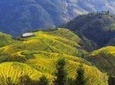 All-inclusive Private Day Tour to Longji Rice Terraces and Village