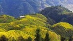All-inclusive Private Day Tour to Longji Rice Terraces and Village