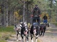 Autumn Husky Sit and Drive Cart Tour from Kiruna