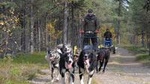 Autumn Husky Sit and Drive Cart Tour from Kiruna