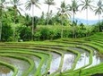 Bali Highlight Tours