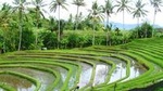 Bali Highlight Tours
