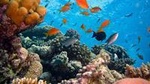 Bloo Lagoon Snorkeling East Bali With Transport and Lunch 