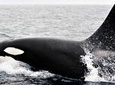 Bremer Bay Orca Experience