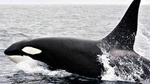 Bremer Bay Orca Experience