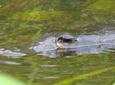 Byron Bay Platypus Walk