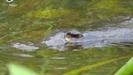 Byron Bay Platypus Walk
