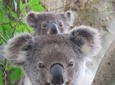 Byron Bay Wildlife Safari