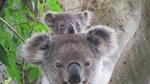 Byron Bay Wildlife Safari