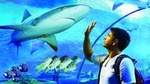 Cairns Aquarium Admission Ticket