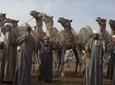 Cairo Unusual Day Tour Visit Camel Market in Birqash
