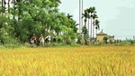 Cam Kim Bike Tour
