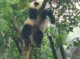 Chongqing Port Transfer Service with Half-Day Tour and Hot Pot Dinner