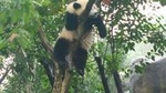 Chongqing Port Transfer Service with Half-Day Tour and Hot Pot Dinner