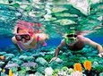 Mesoamerican Barrier Reef Skip-the-Line Small-Group Snorkel
