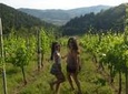 Half-day Wine Tasting Trip to Chianti with Guide from Florence