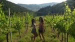 Half-day Wine Tasting Trip to Chianti with Guide from Florence
