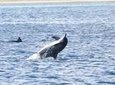 Whale and Dolphin Watching Private Boat Tour from Mauritius