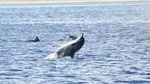 Dolphins Encounter and Whale Watching