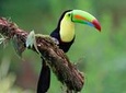 Early Bird Watching Tour